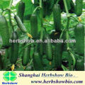 HS-Rose NO.2 F1 Hybrid Cucumber seeds